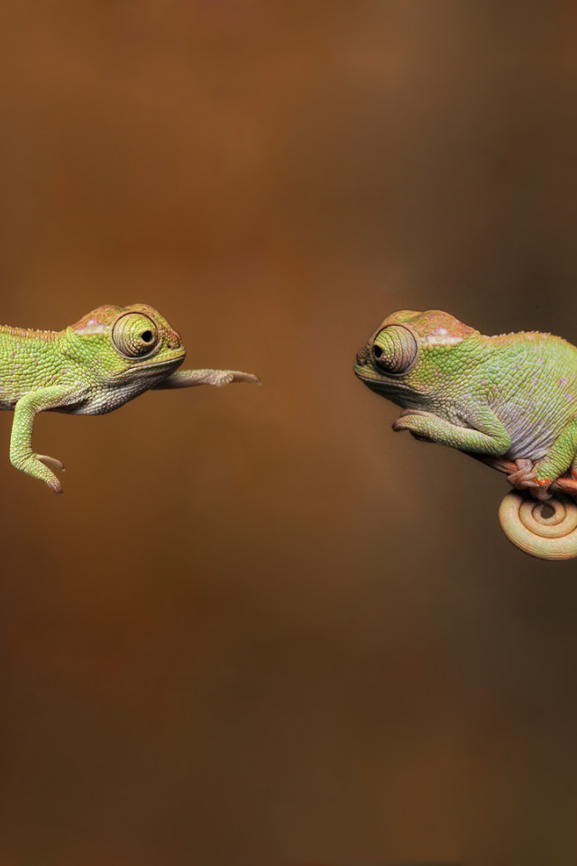 Фотография две ящерицы