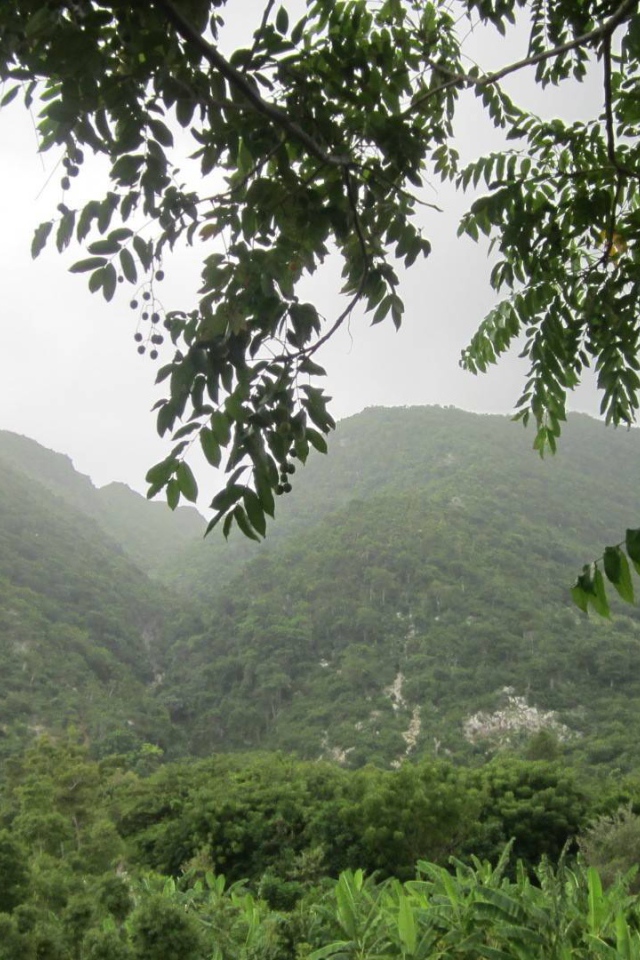 Тропический лес в Гаити