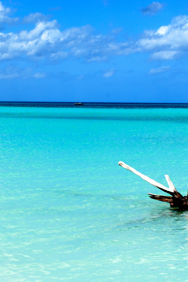 Коряга в воде на курорте Кайо Ларго, Куба