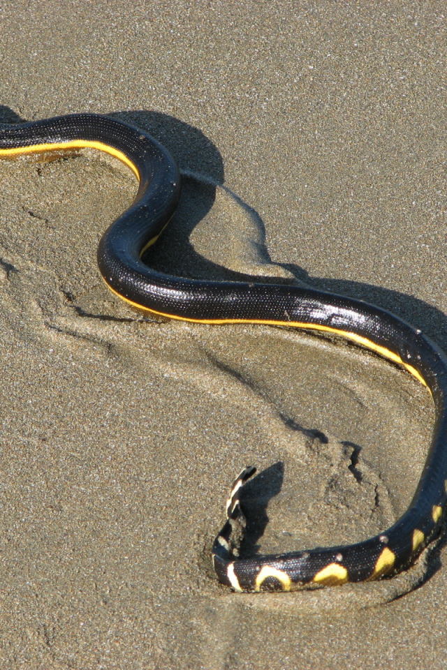 Змеи в Коста-Рике
