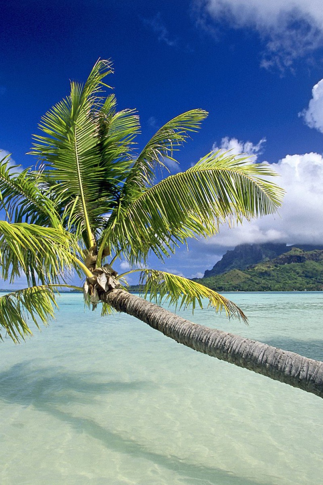 Пальма на пляже в Панаме