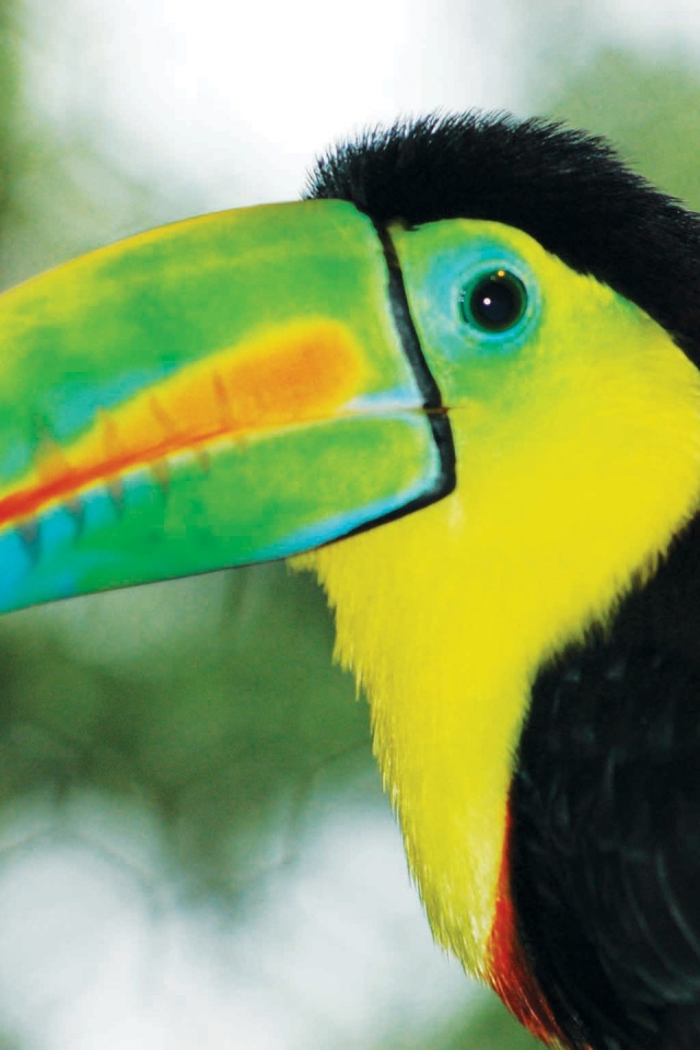 Тукан Коста-Рика