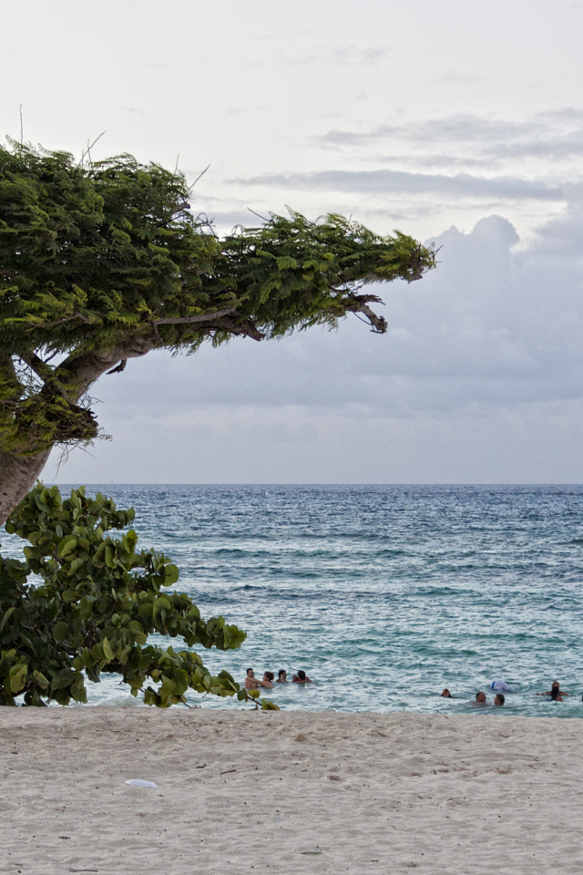 Дерево на фоне моря на курорте Гуардалавака, Куба