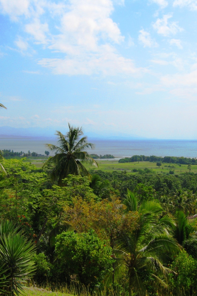 Тропический лес в Гаити
