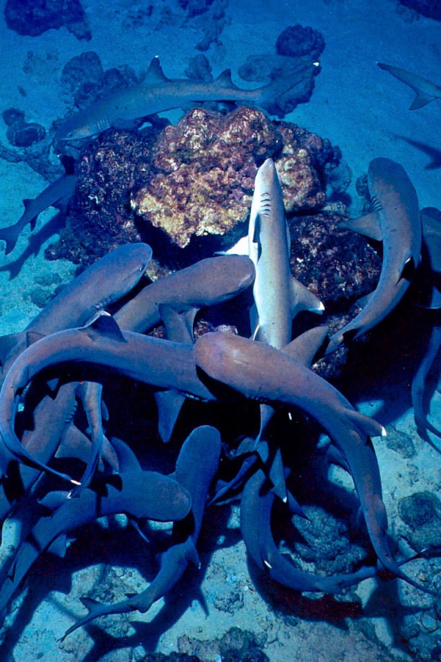 Белый Риф Коста-Рика