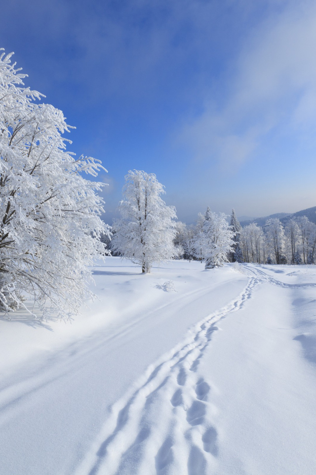 Зимние леса Киева