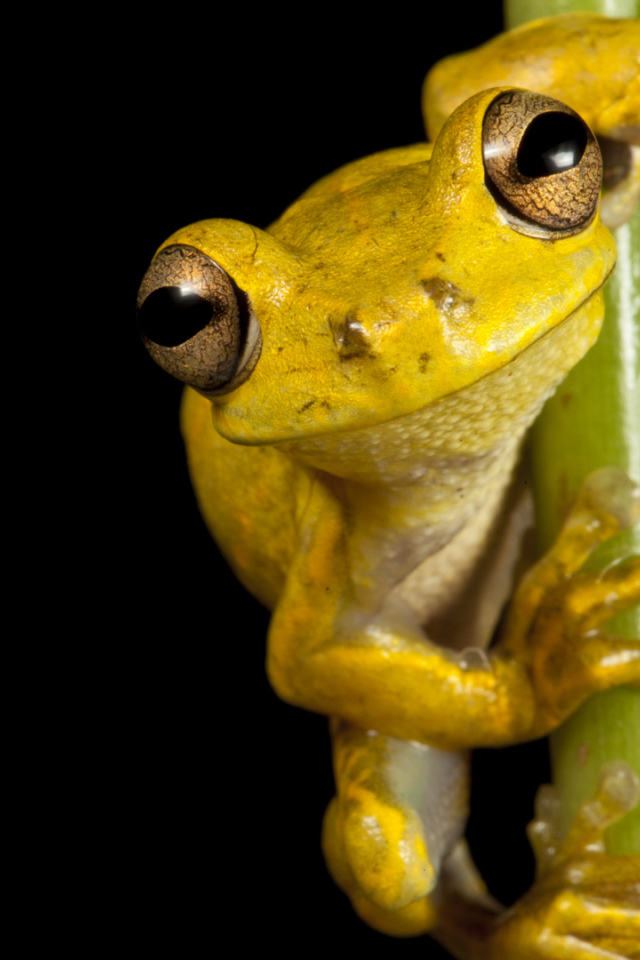 Великолепная страна Гаити