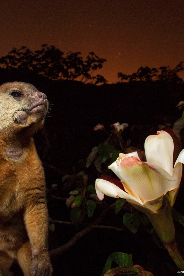 Великолепное Панама