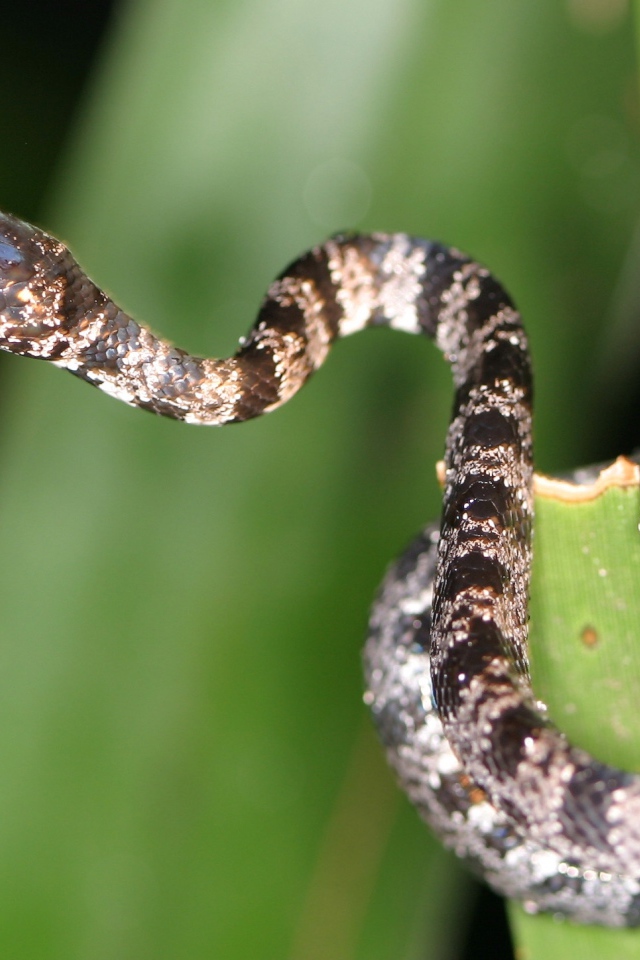 Солнечное Коста-Рика