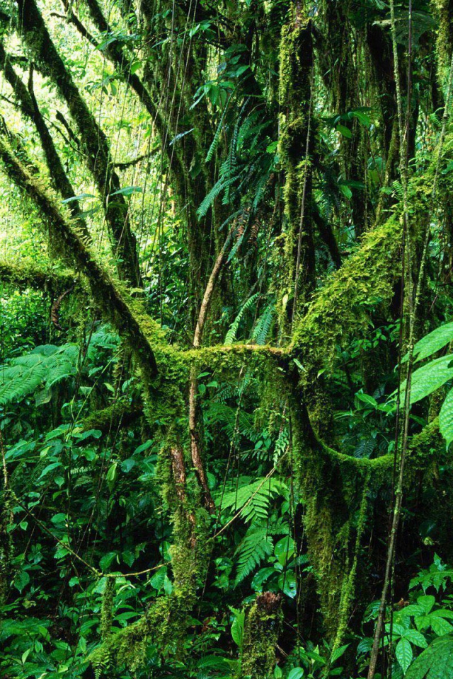 Популярное Коста-Рика