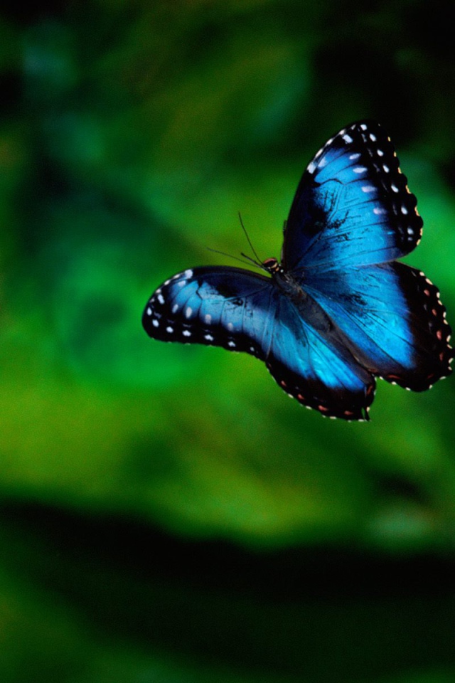 Замечательное  Коста-Рика