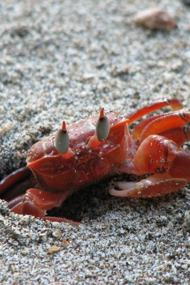 Изысканная страна Коста-Рика