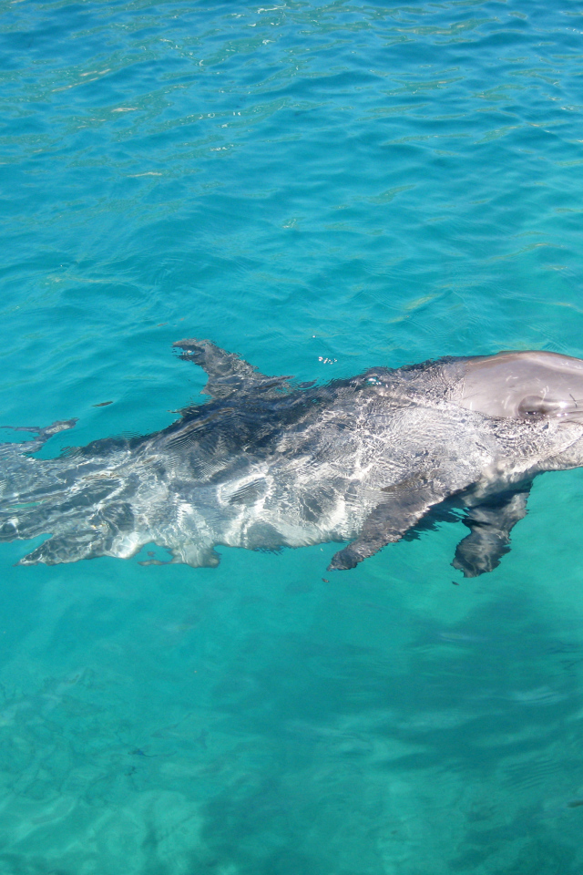 Изящное место в Коста-Рика