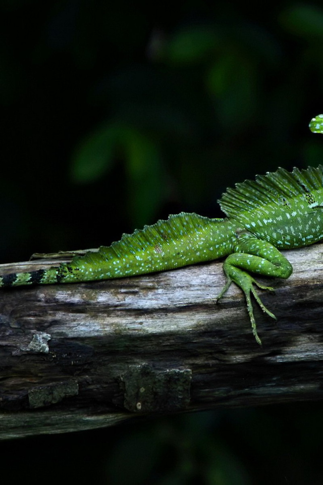 Завораживающий место в  Коста-Рика