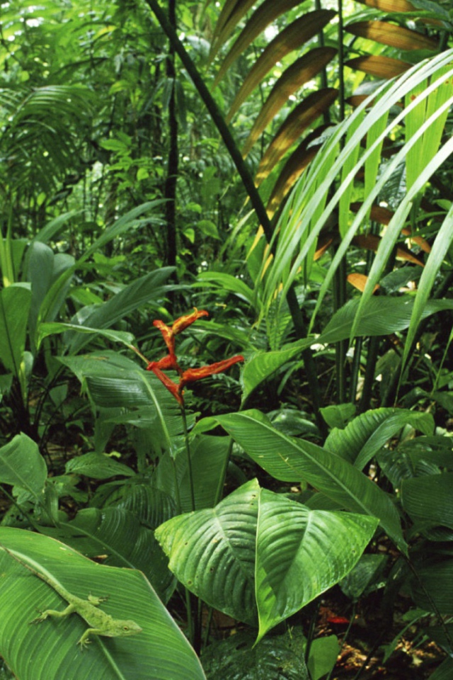 Дождевой лес Коста-Рика