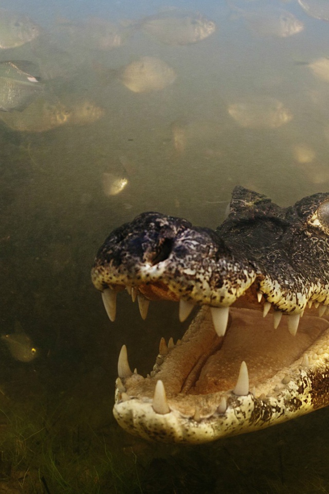Злобный крокодил среди рыб