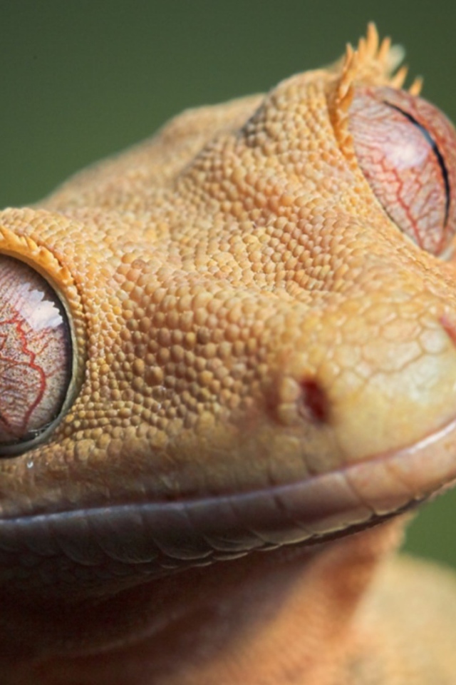 Глаза животного геккона