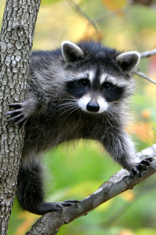 Животное енот-полоскун сидит на дереве