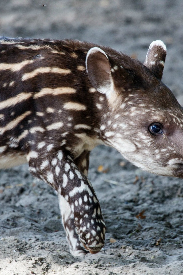 Животное пятнистый тапир