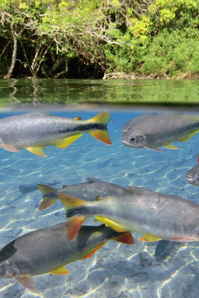 Крупная рыба в чистой воде озера