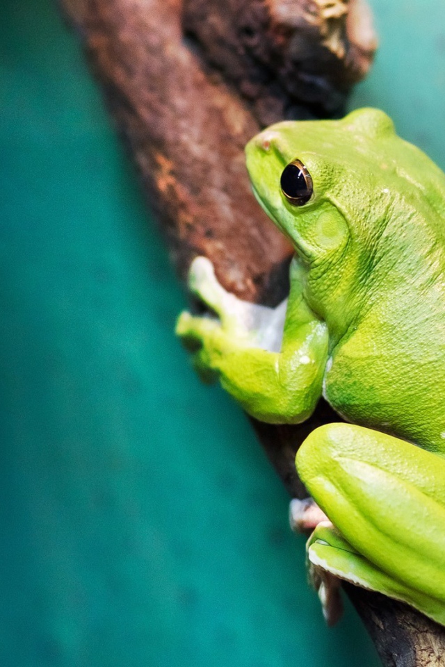 Большая зеленая лягушка на ветке