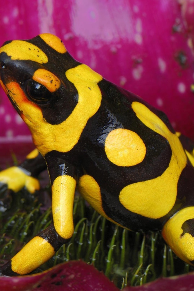 Черно желтая лягушка в цветке