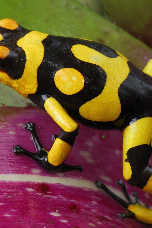 Черно желтая лягушка прыгает