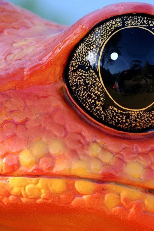 Черные глаза красной лягушки