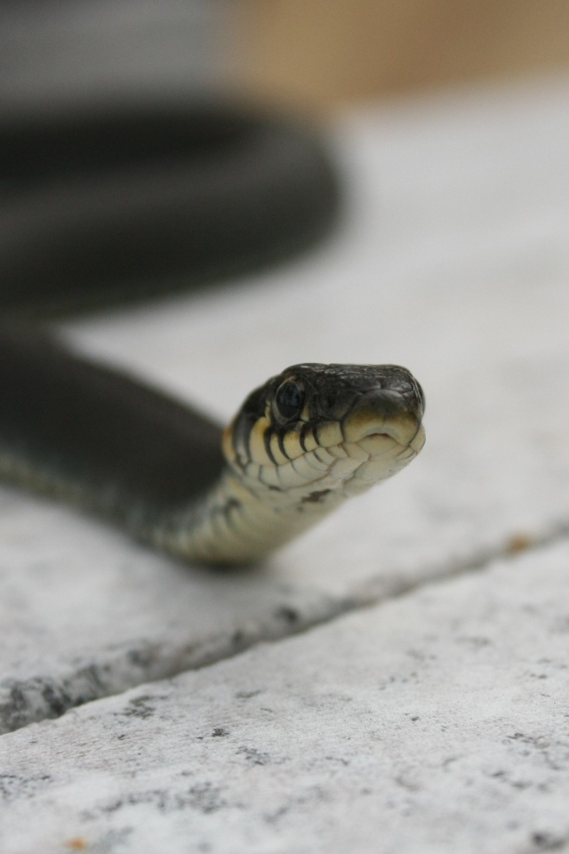 Черная змея на досках