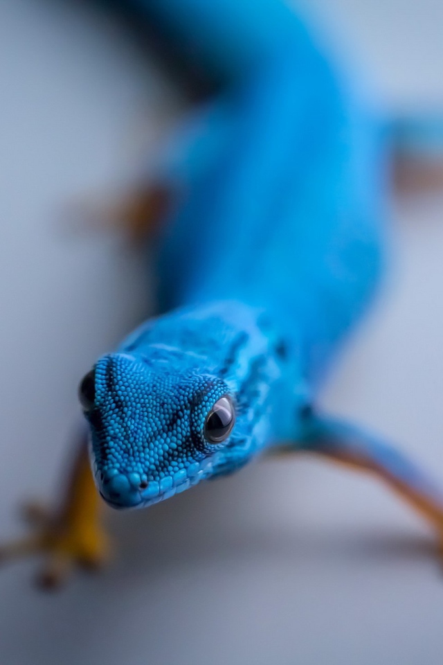 Синий геккон на сером фоне