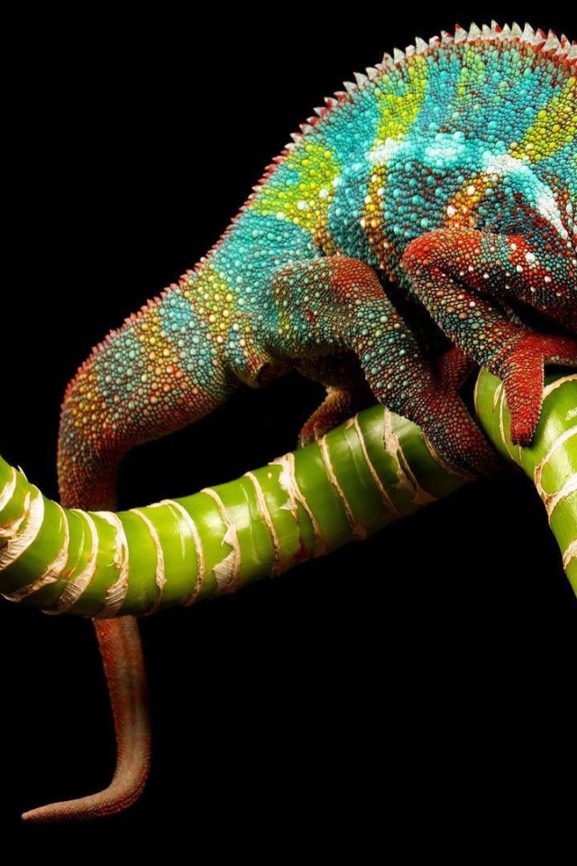 Яркий хамелеон на зеленой ветке