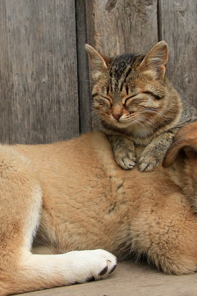 Кот сидит на щенке