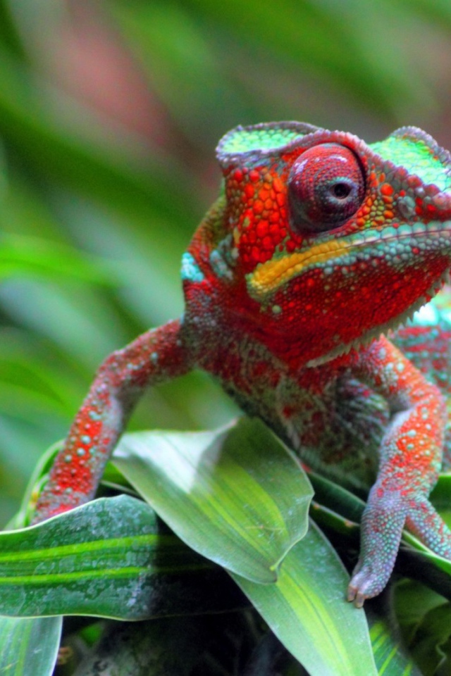 Хамелеон на куче травы