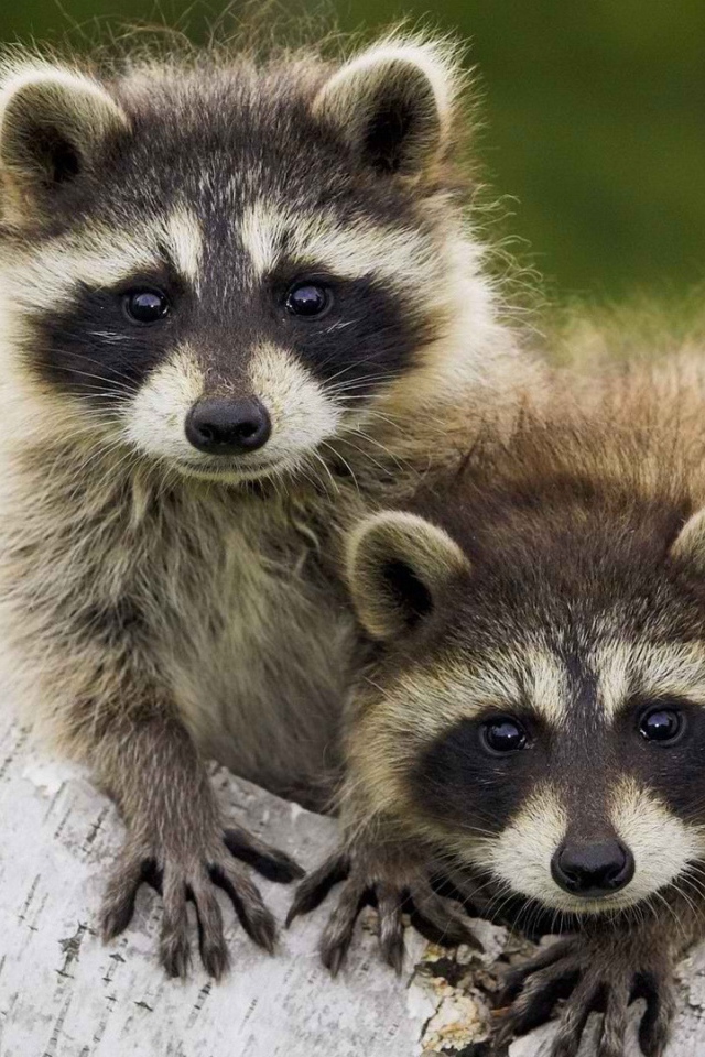 Пара животных енотов-полоскунов на стволе дерева