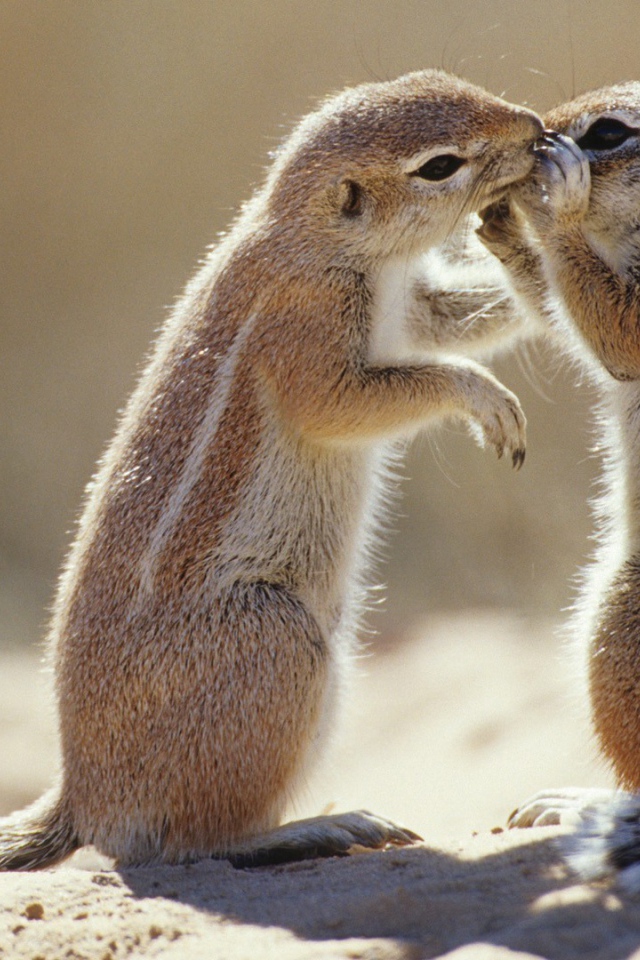 Пара сурков общаются