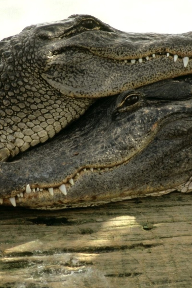 Пара довольных крокодилов