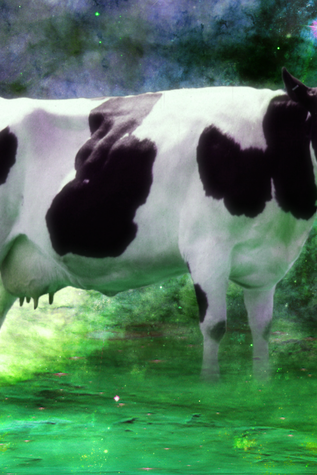 Корова среди звезд