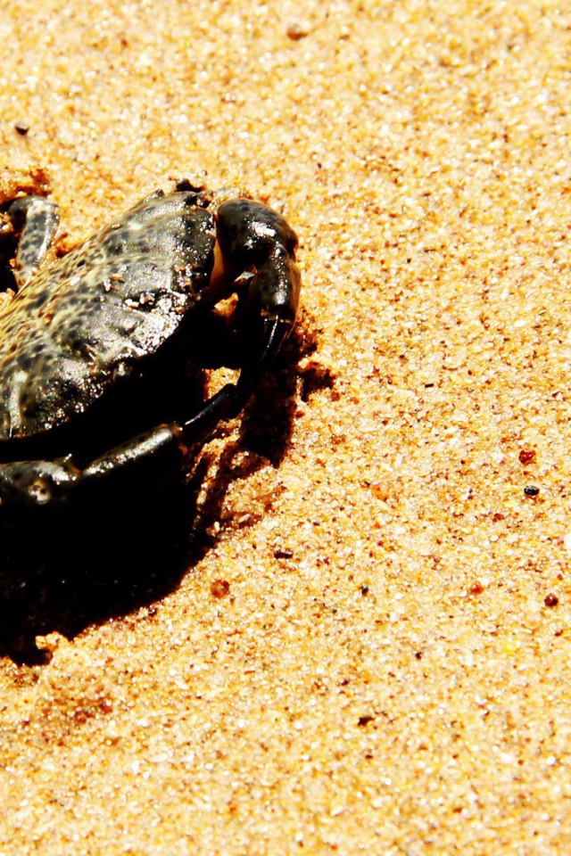 Краб зарывается в песок на пляже