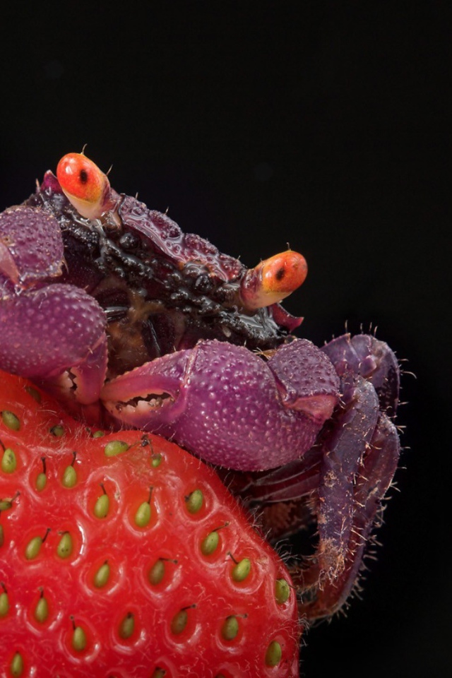 Краб на клубнике