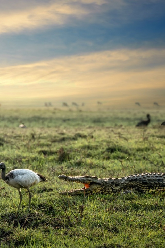Crocodile and heron in the marsh