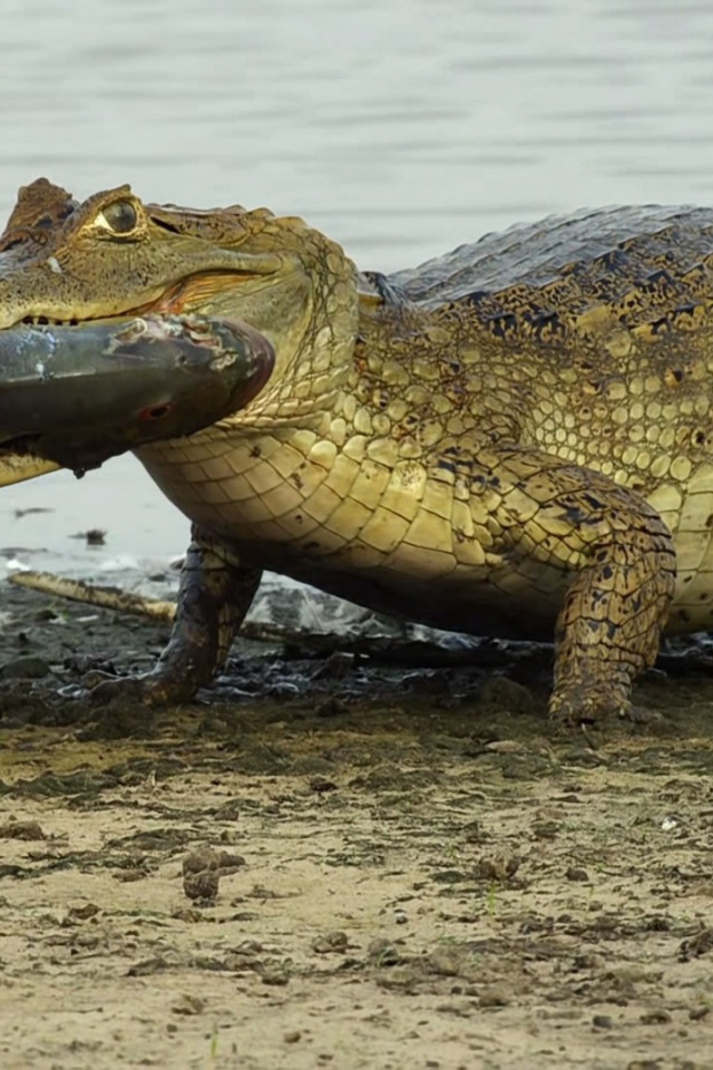 Крокодил несет рыбу в зубах