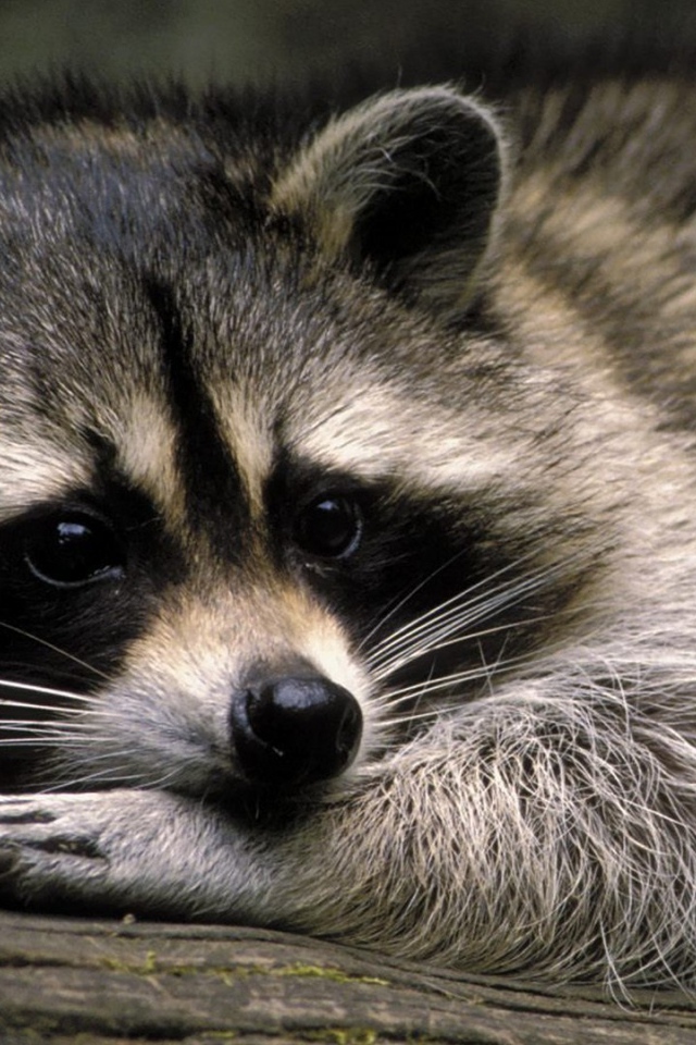 Милое животное енот-полоскун