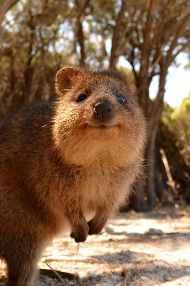 Милый короткохвостый кенгуру
