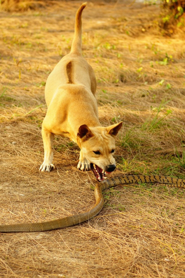 Собаки и королевская кобра