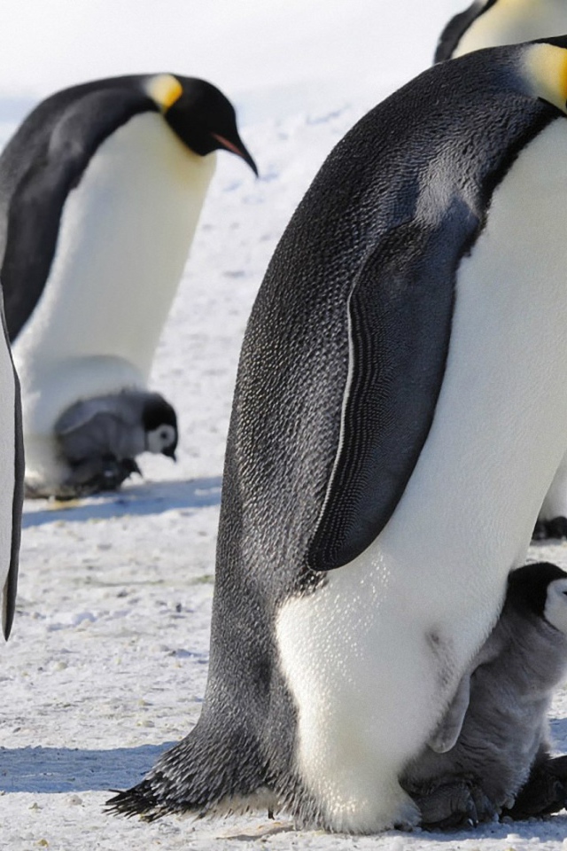 Императорские пингвины с детенышами