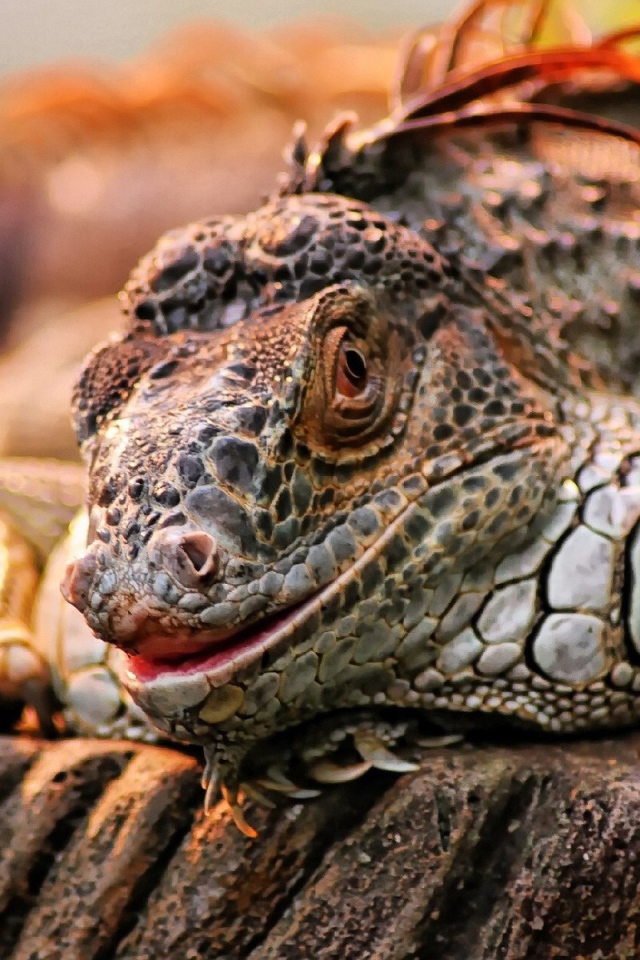 Экзотическая игуана на камне