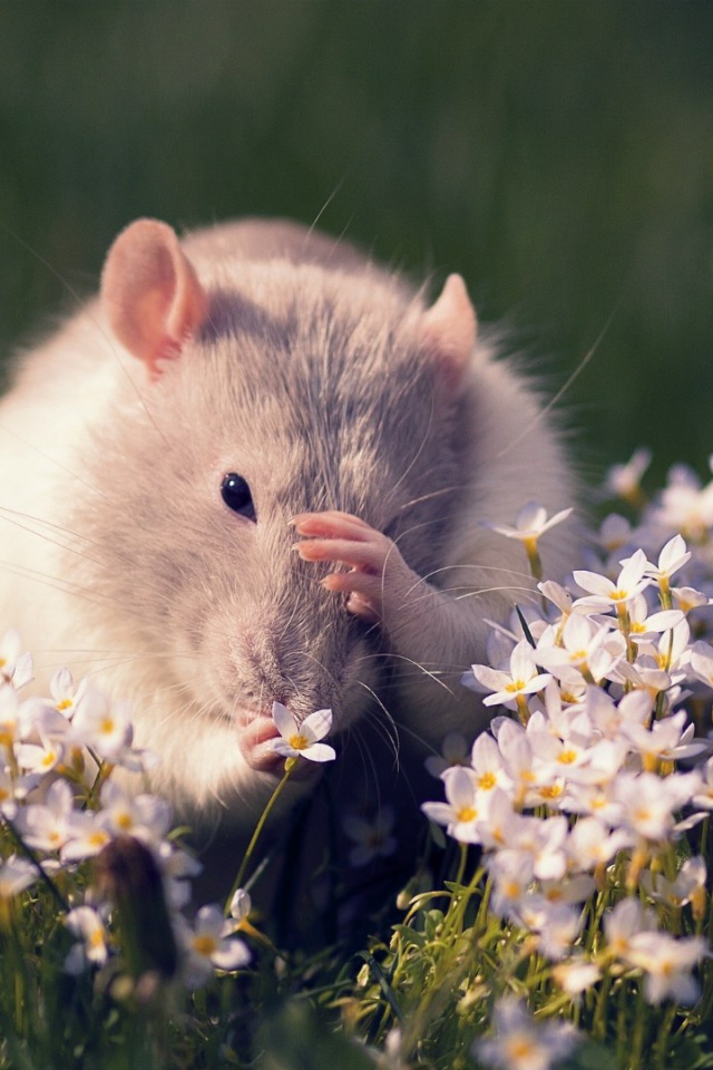Полевая мышь среди цветов