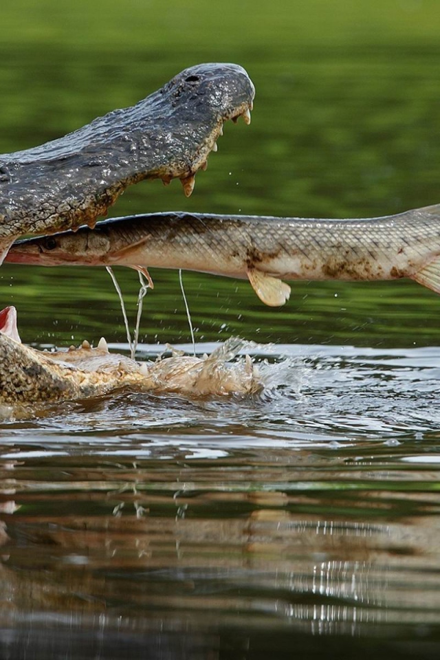 Рыба во рту крокодила