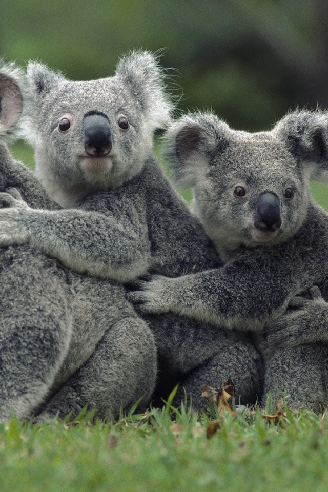 Четыре коалы сидят на траве