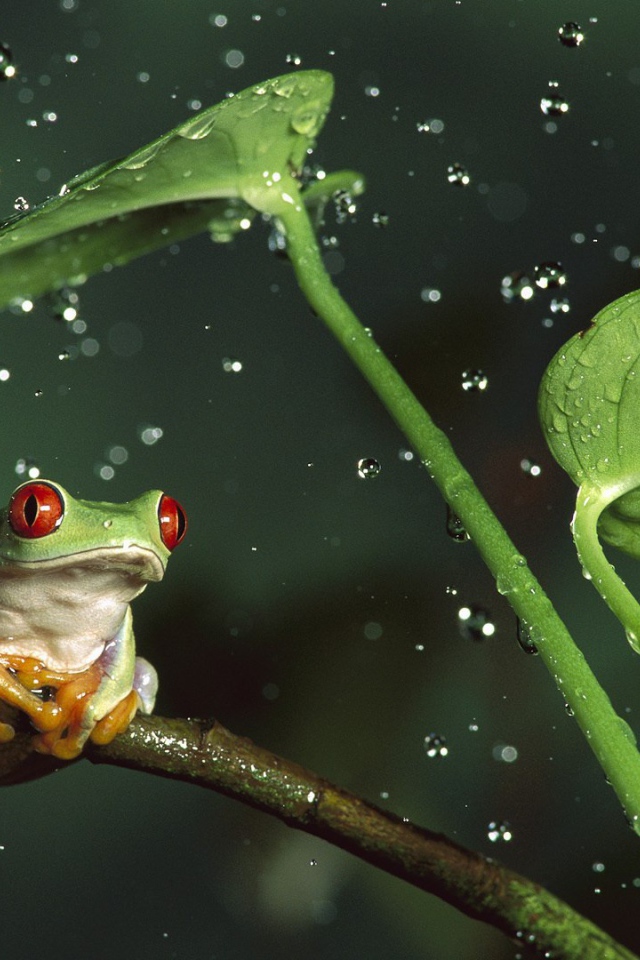 Лягушка красноглазая квакша